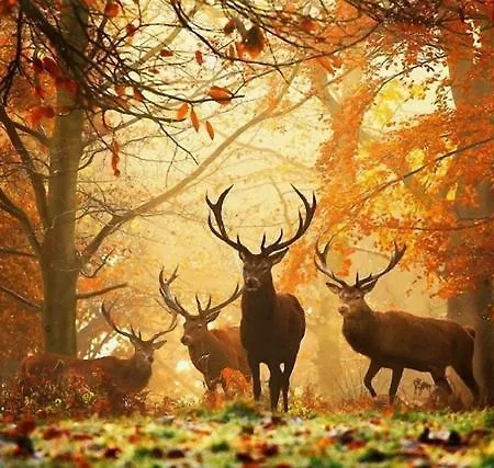 Bourgeoisie*** Frahan