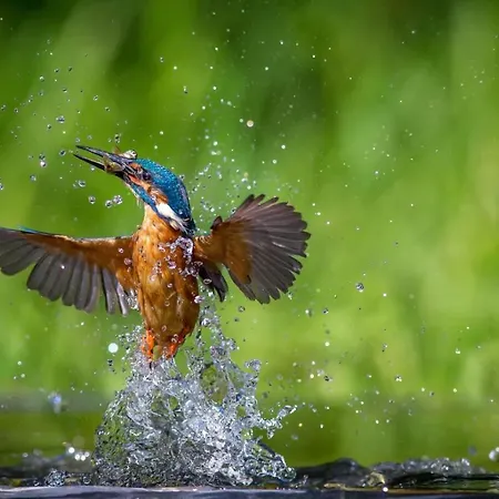 Bourgeoisie*** Frahan